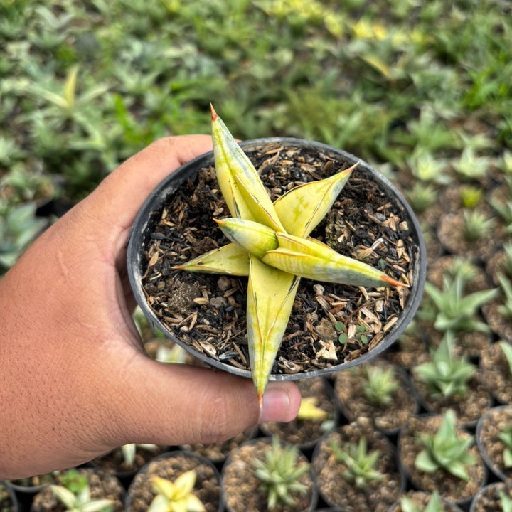 Sansevieria Blue clone variegated yellow