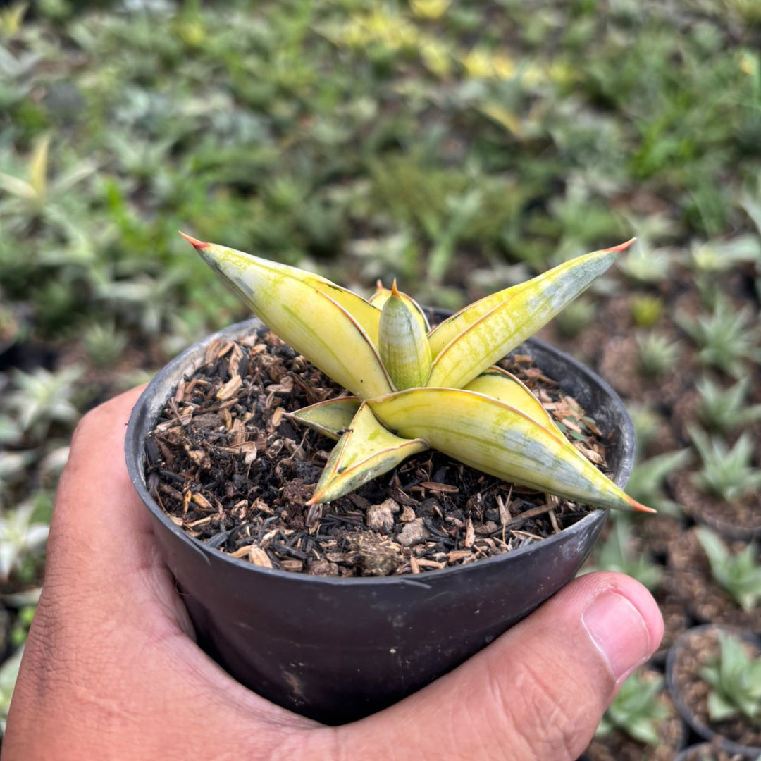 Sansevieria Blue clone variegated yellow