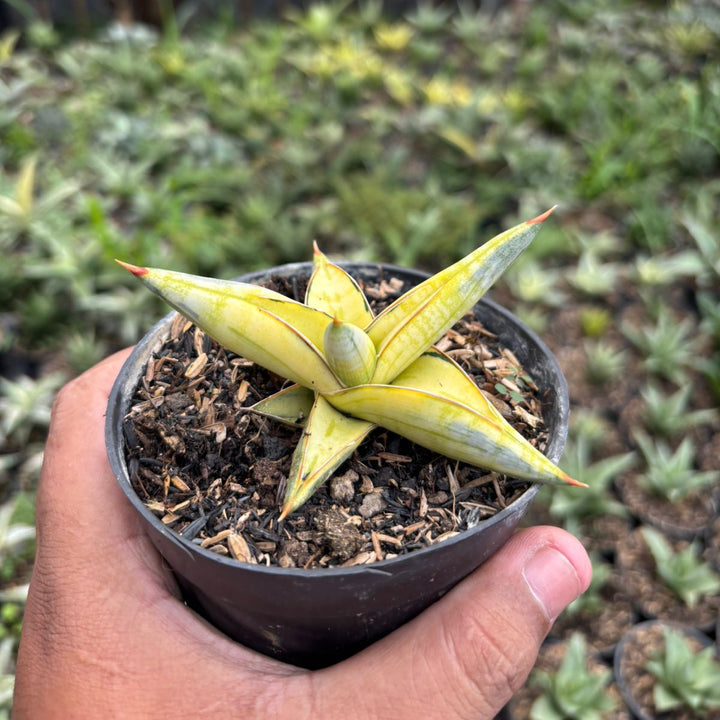 Sansevieria Blue clone variegated yellow