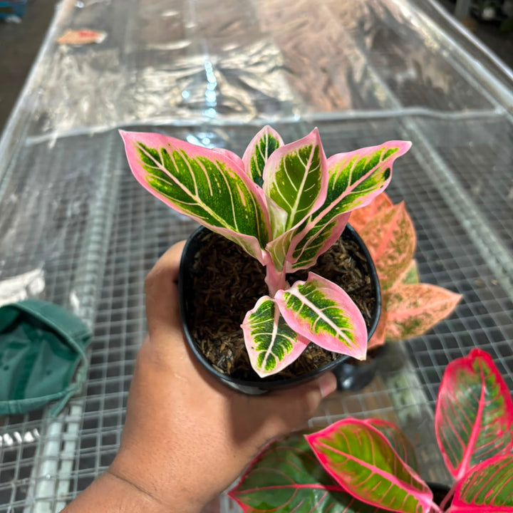 Aglonema Lotus delight