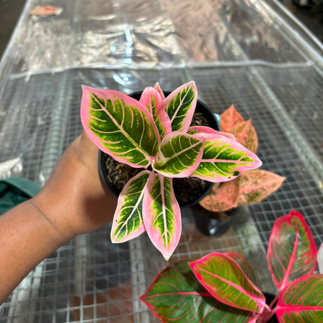 Aglonema Lotus delight