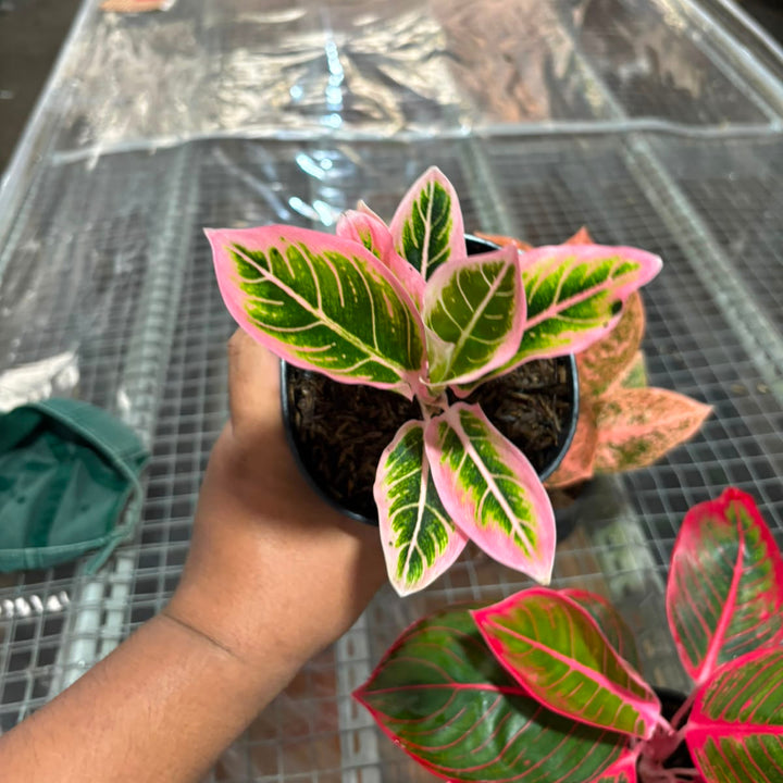 Aglonema Lotus delight