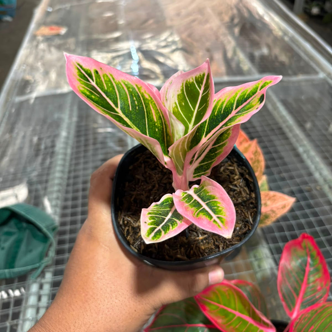 Aglonema Lotus delight