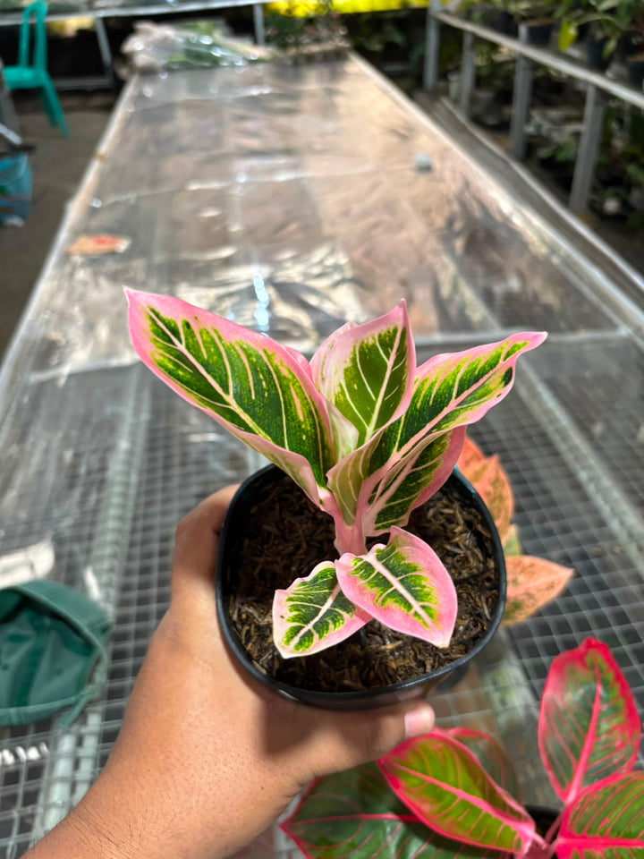 Aglonema Orange stardust