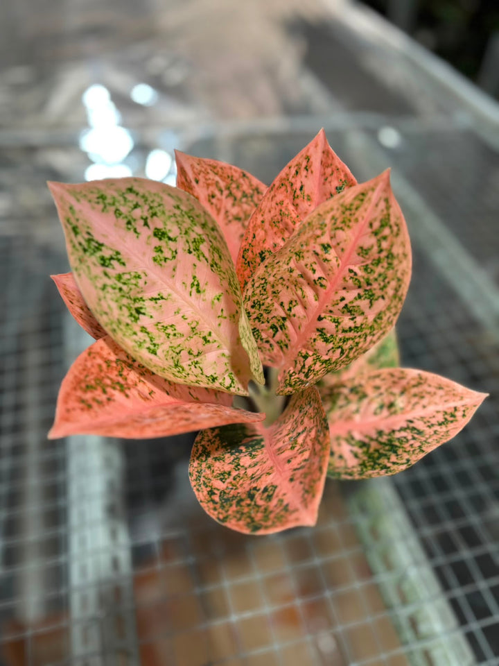 Aglonema Orange stardust