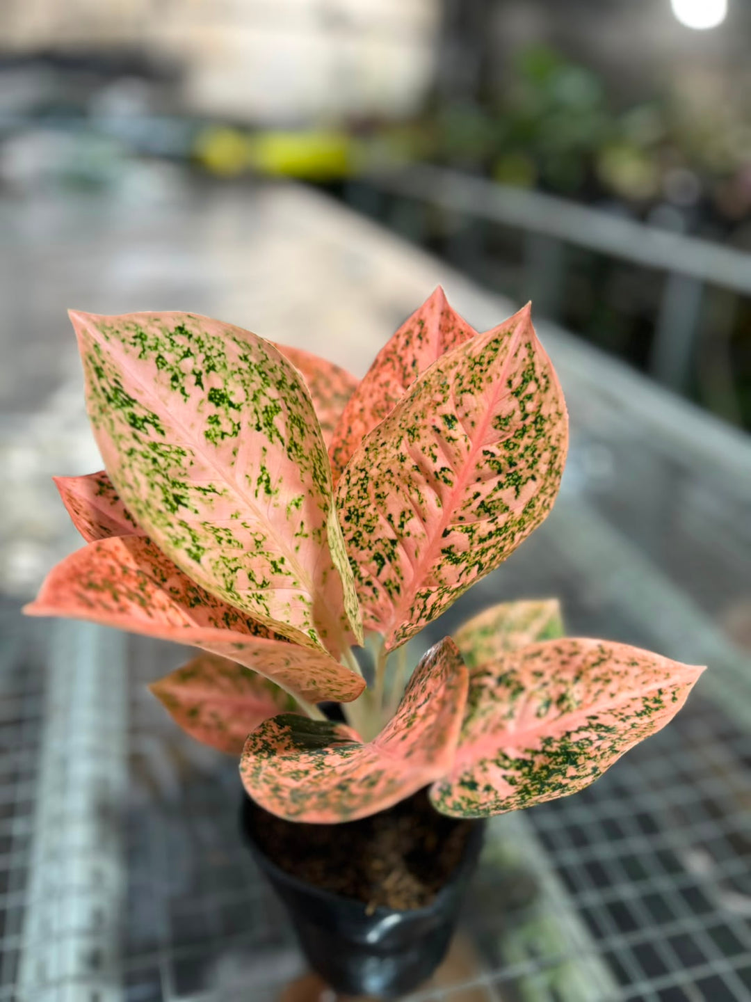 Aglonema Orange stardust