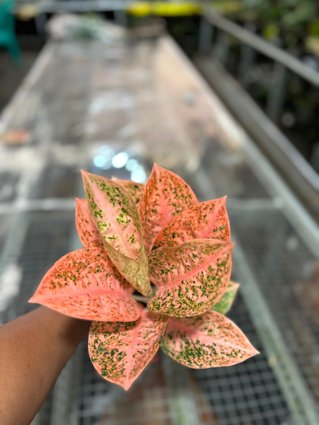 Aglonema Orange stardust