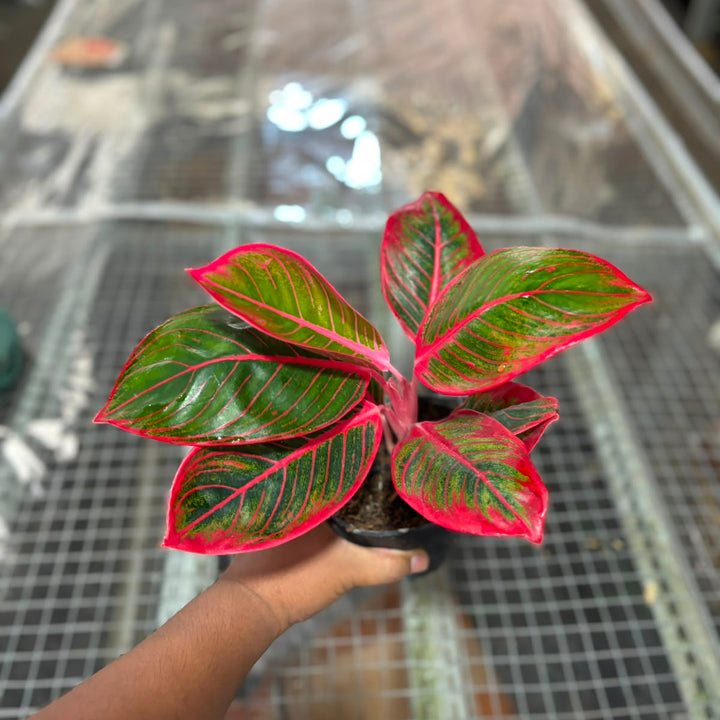 Aglonema Kanza