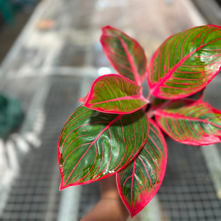 Aglonema Kanza