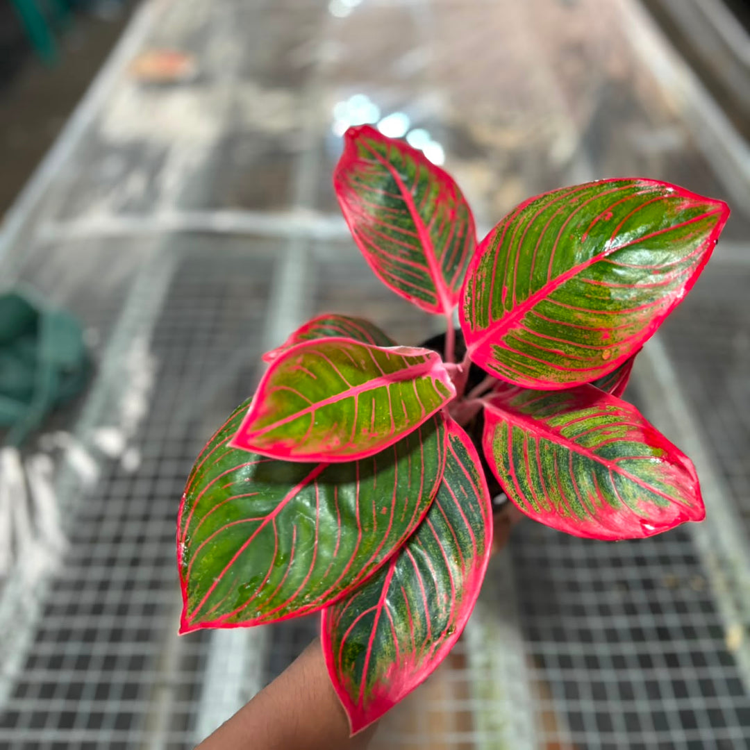 Aglonema Kanza