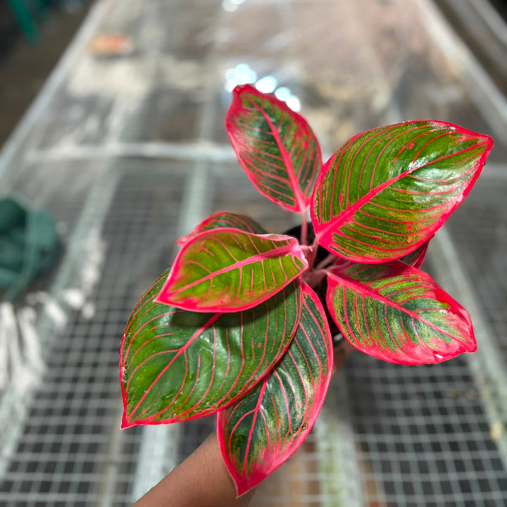 Aglonema Kanza