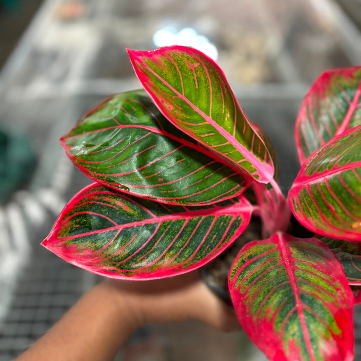 Aglonema Kanza