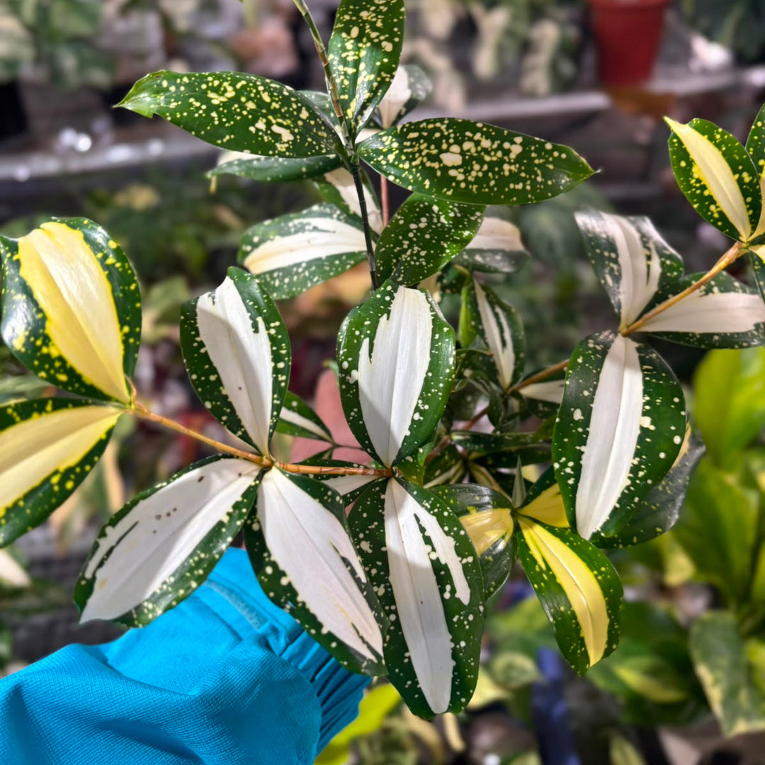 Dracaena Surculosa &