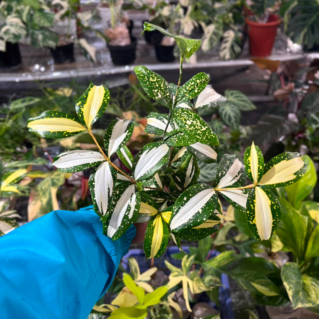Dracaena Surculosa &