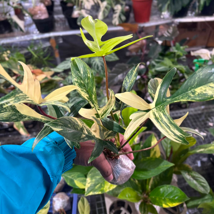 Philodendron Florida Beauty