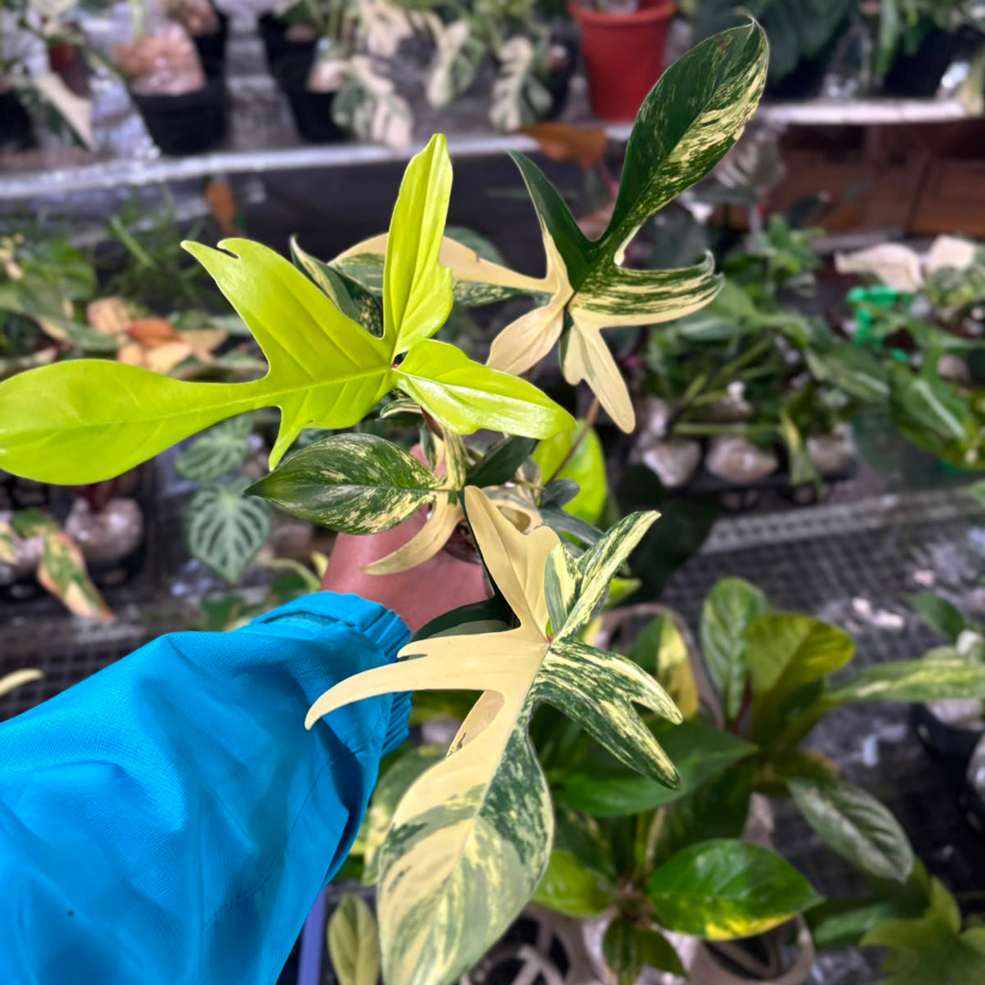 Philodendron Florida Beauty