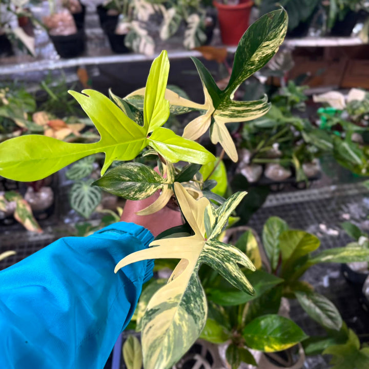 Philodendron Florida Beauty
