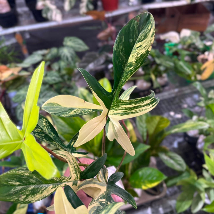 Philodendron Florida Beauty