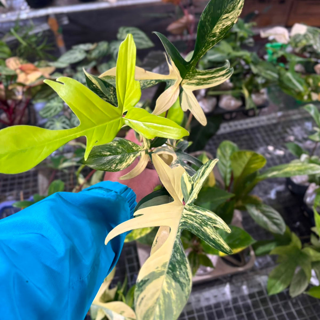Philodendron Florida Beauty