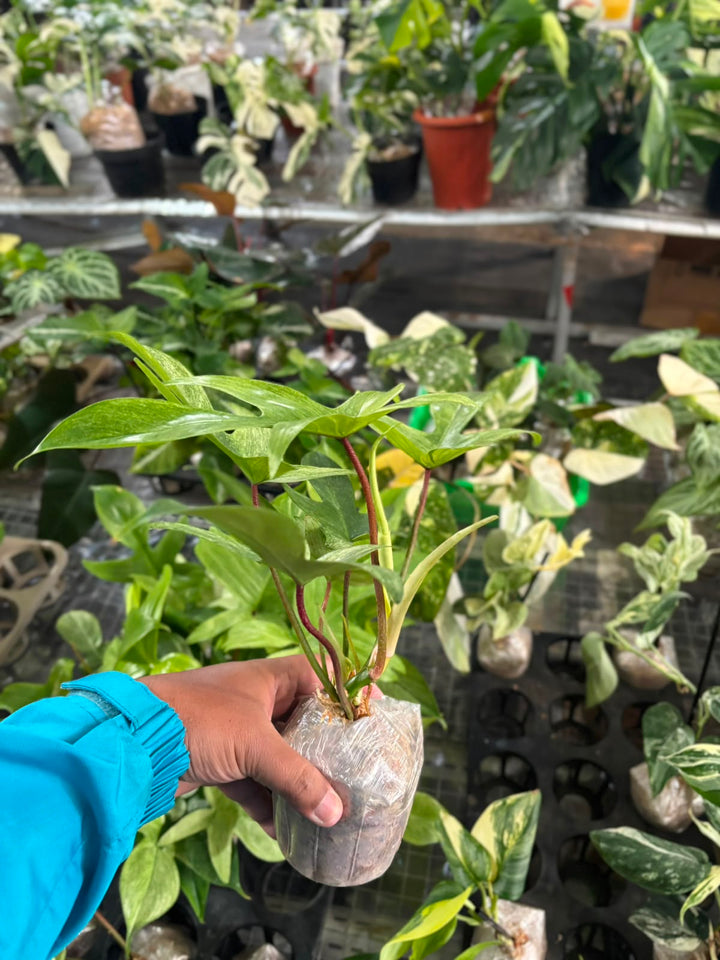 Philodendron Florida Ghost