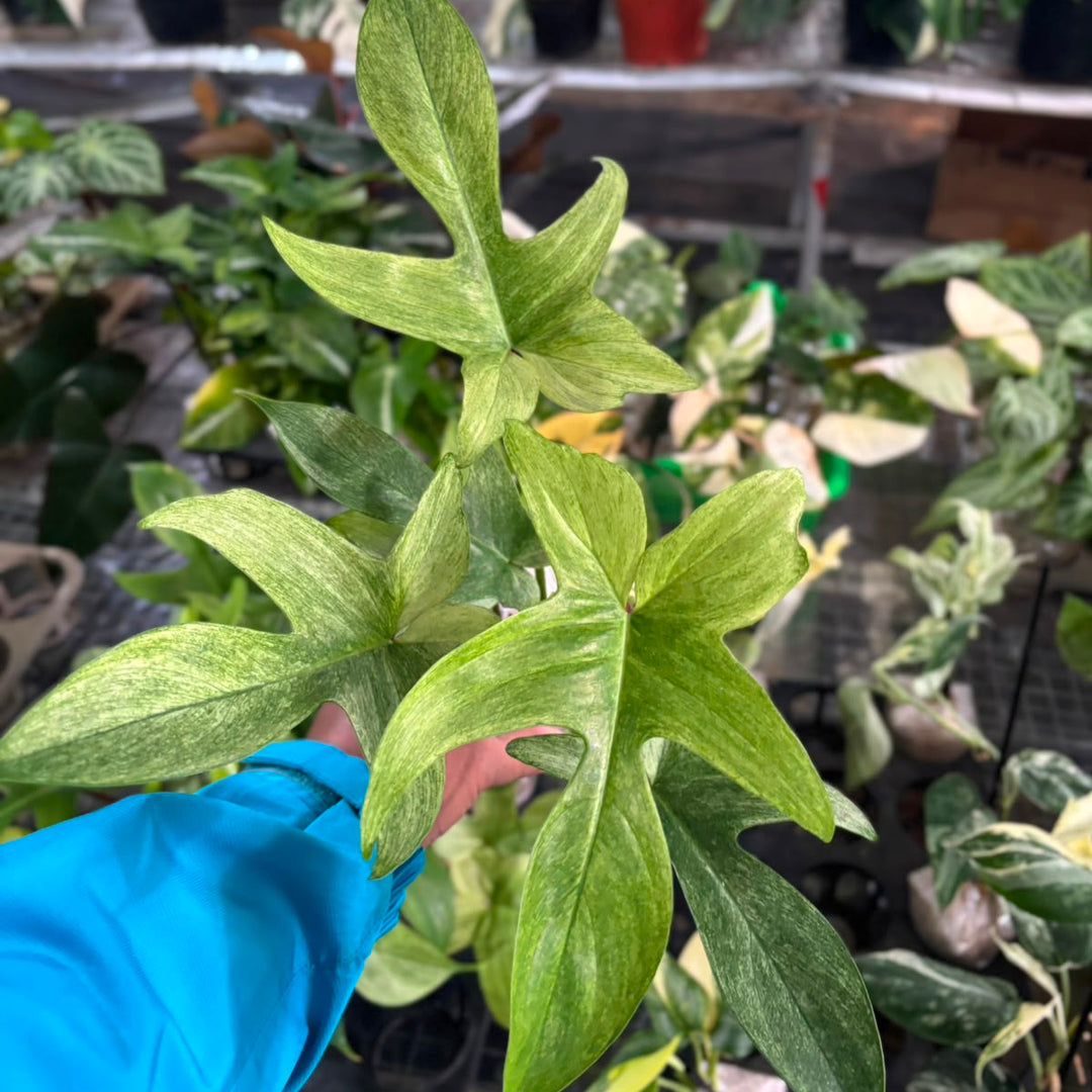 Philodendron Florida Ghost