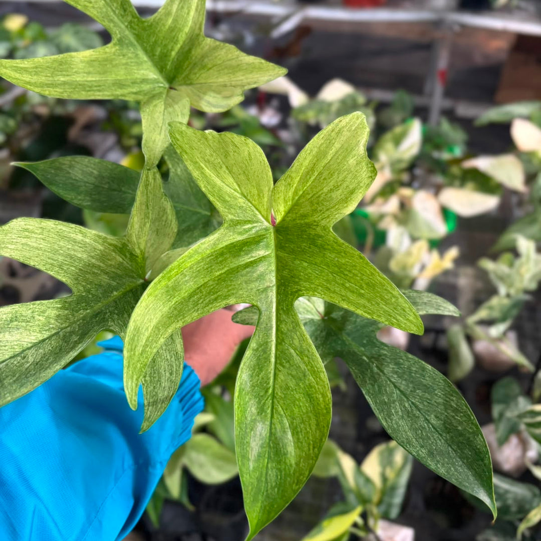 Philodendron Florida Ghost