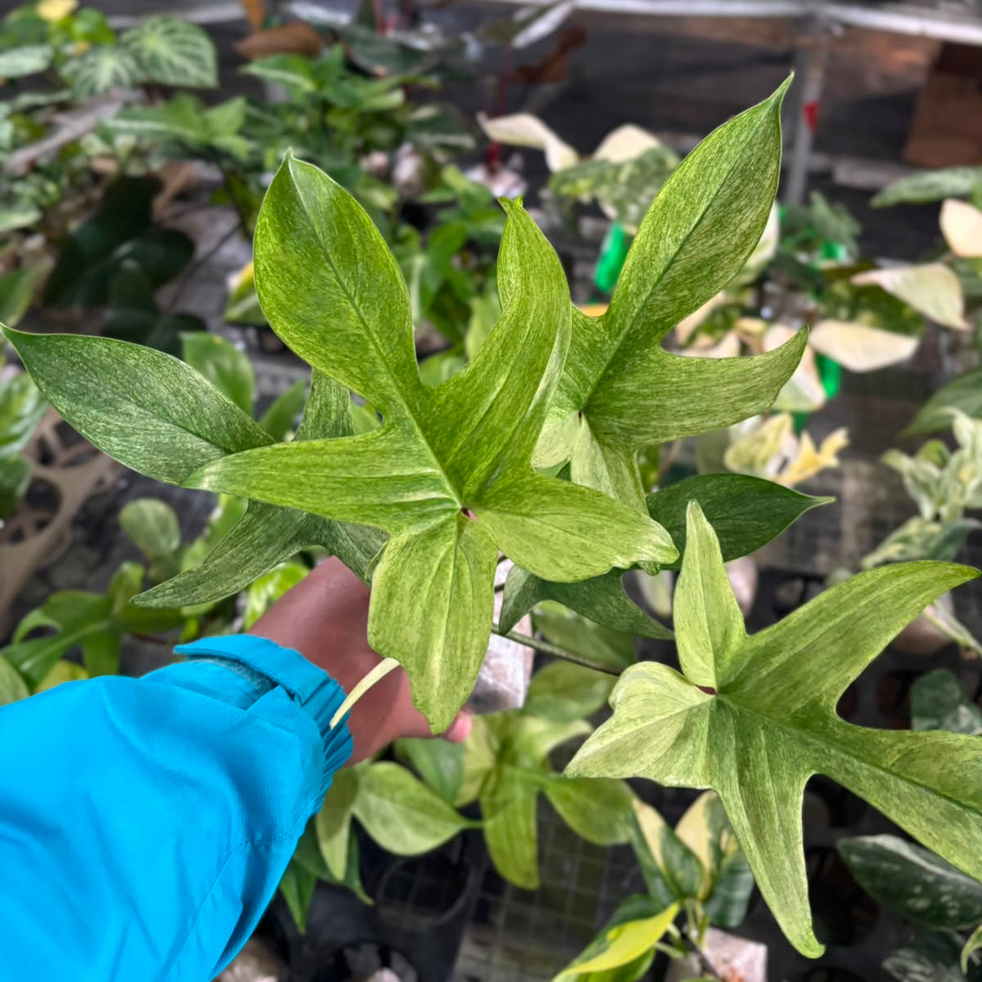 Philodendron Florida Ghost
