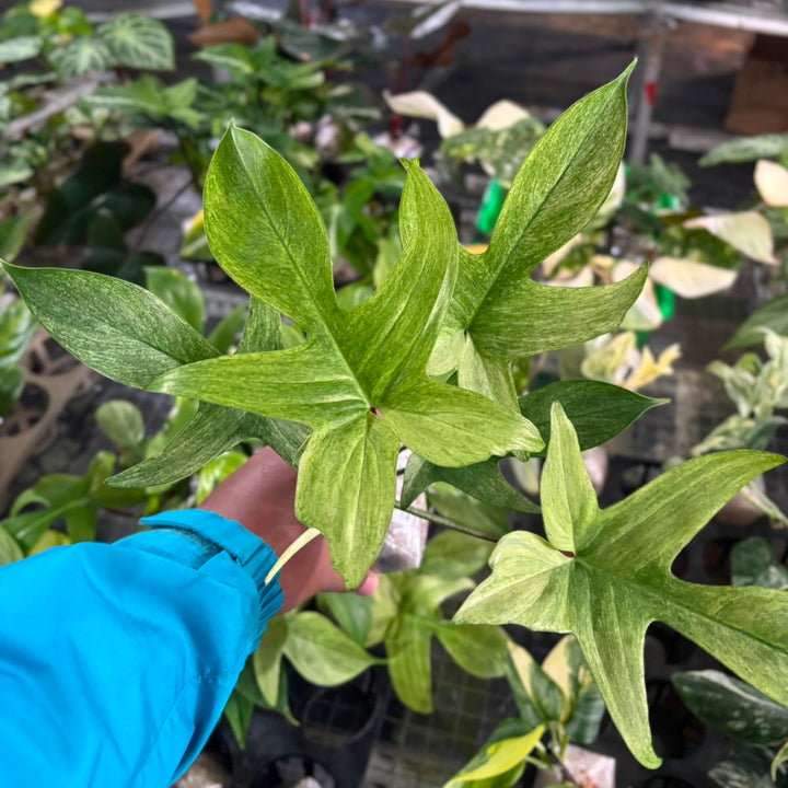 Philodendron Florida Ghost