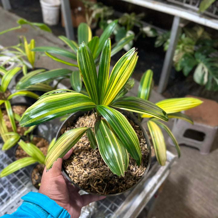 Palm rhapis excelsa (lady palm) variegated