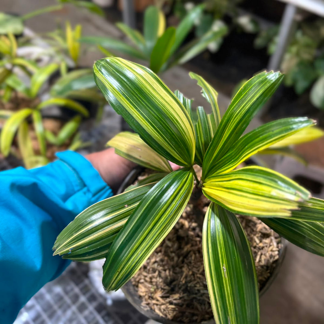 Palm rhapis excelsa (lady palm) variegated
