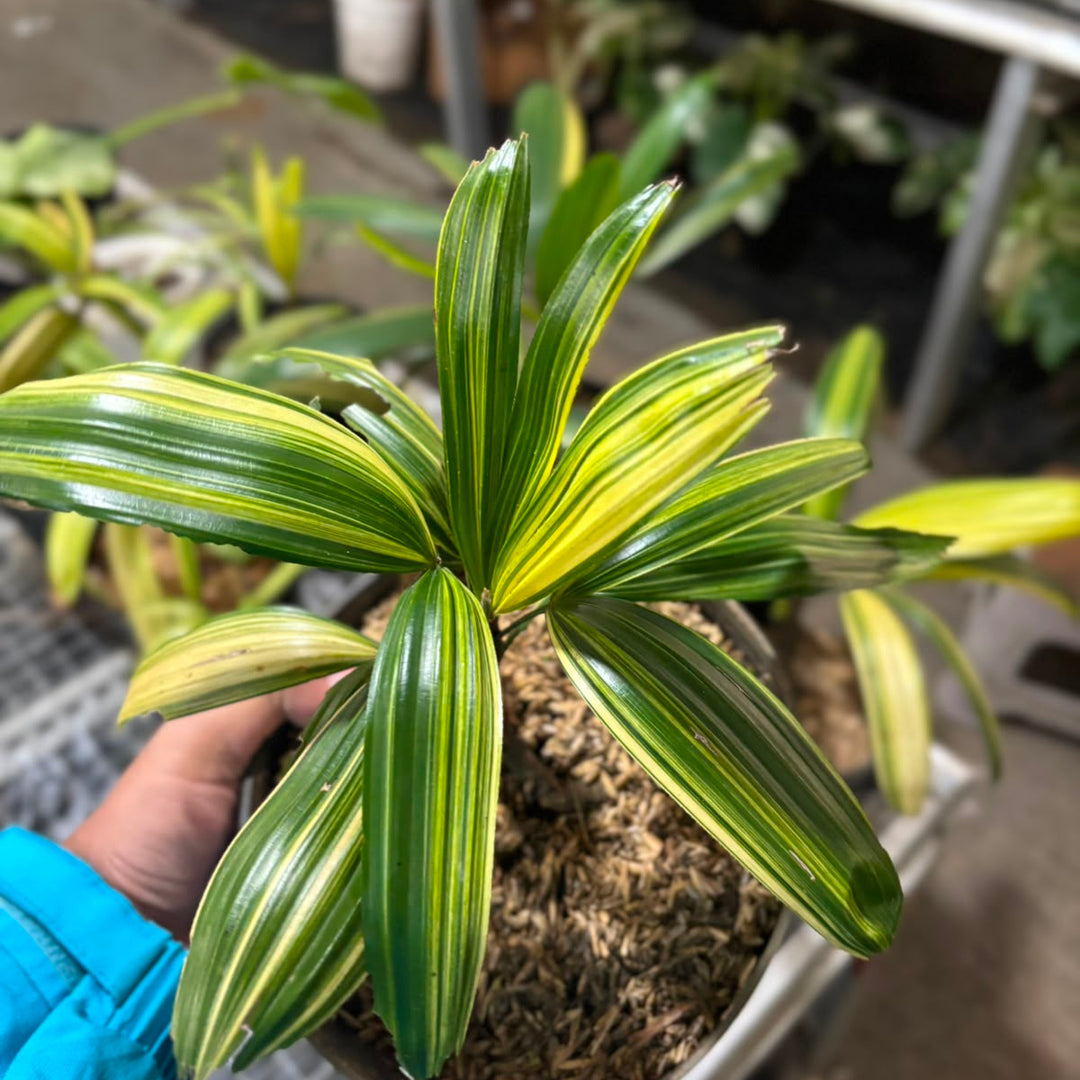 Palm rhapis excelsa (lady palm) variegated