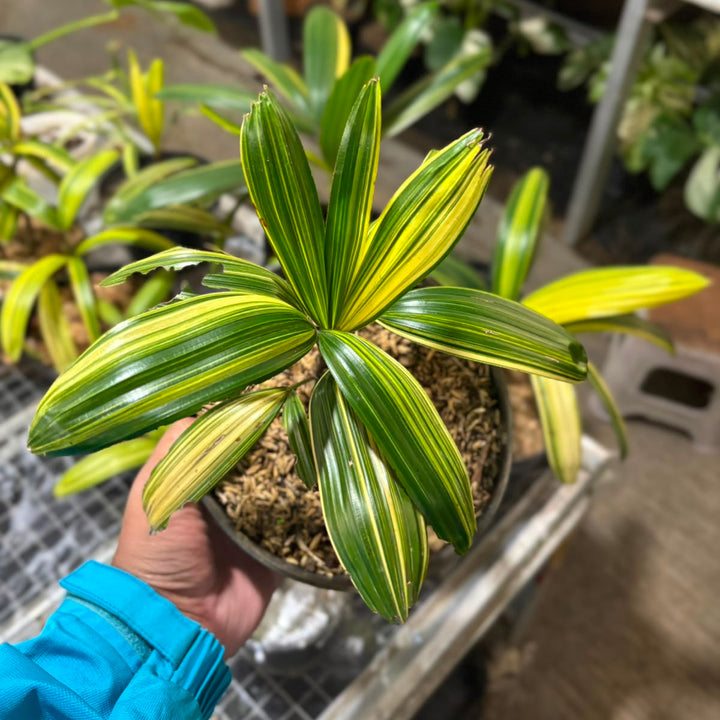 Palm rhapis excelsa (lady palm) variegated