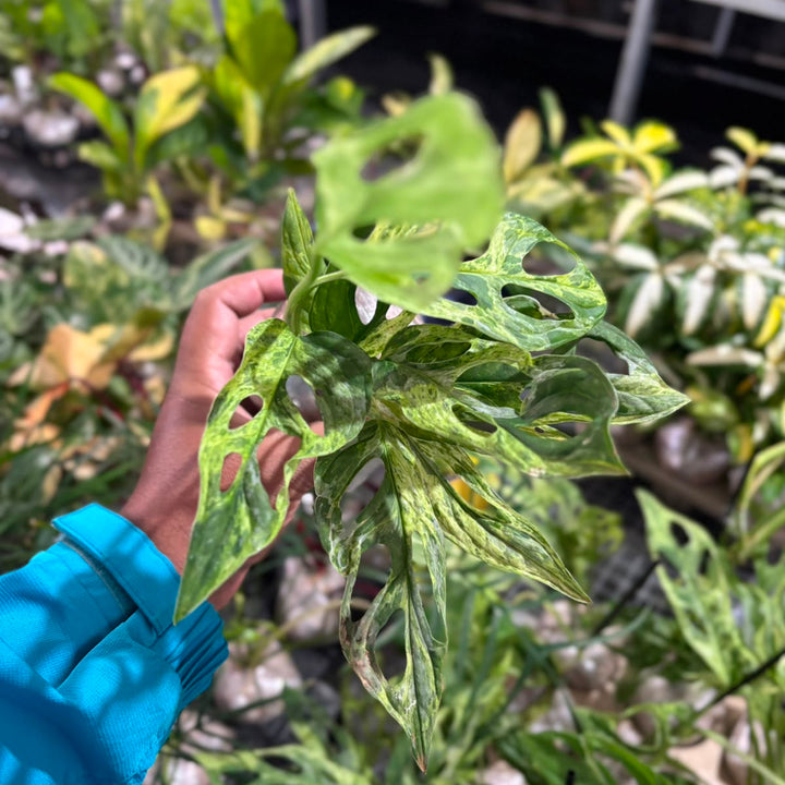 Monstera Adansonii Variegated Indonesia