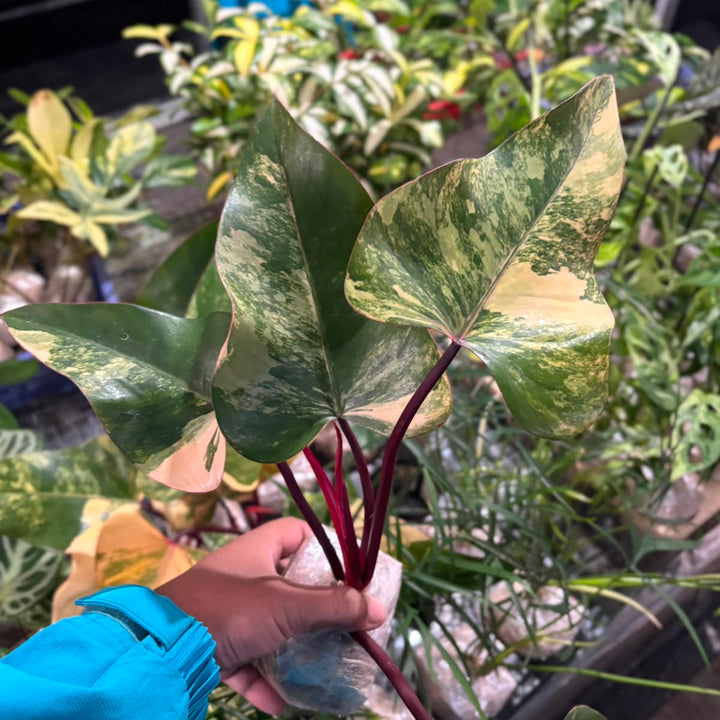 Philodendron Strawberry Shake