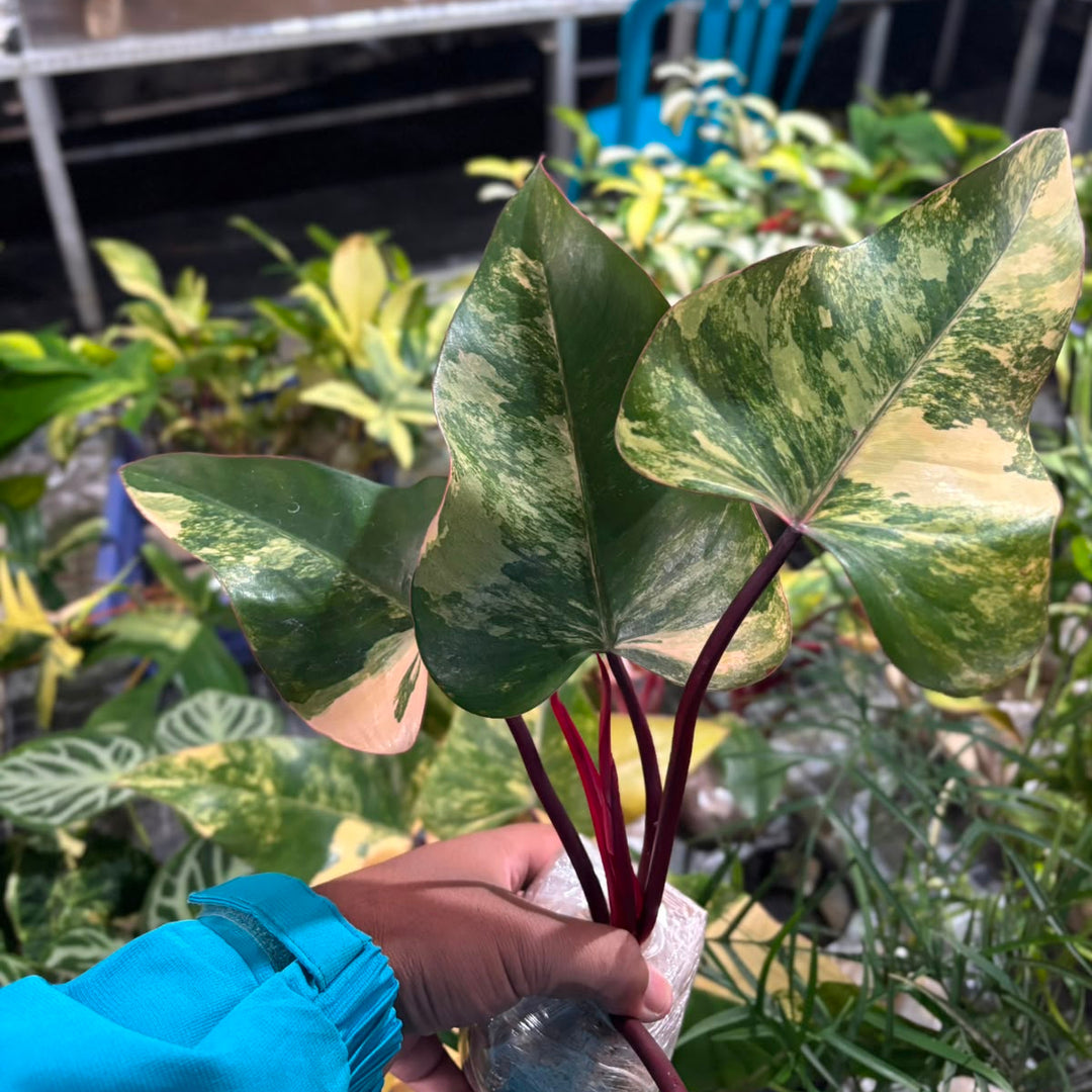 Philodendron Strawberry Shake