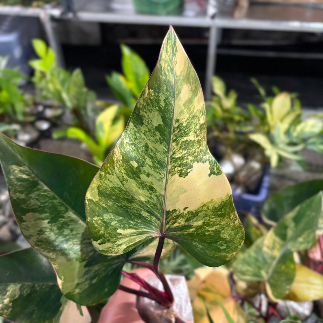 Philodendron Strawberry Shake