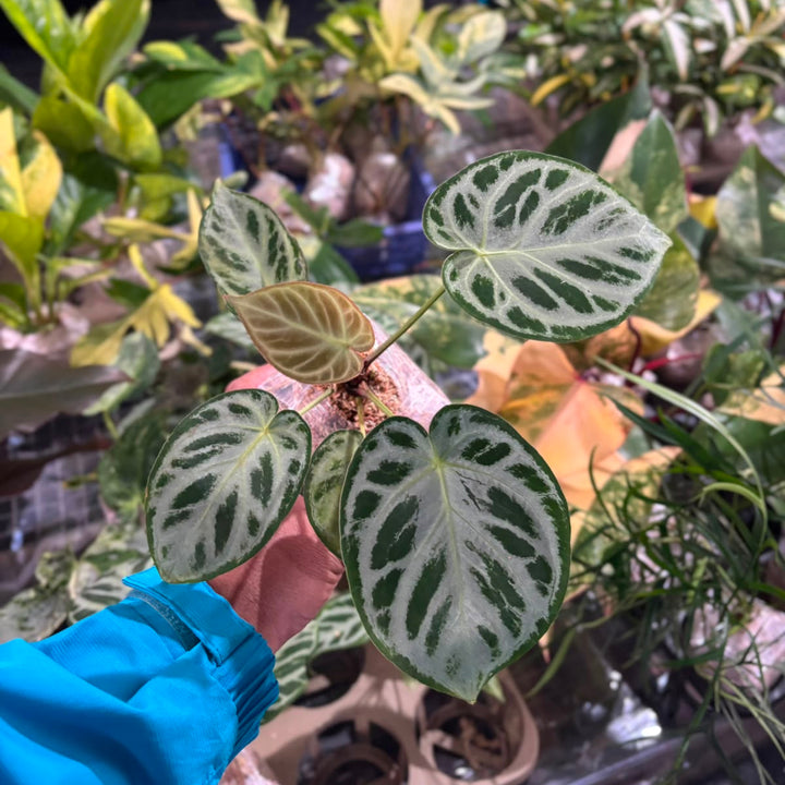 Anturium silver blush