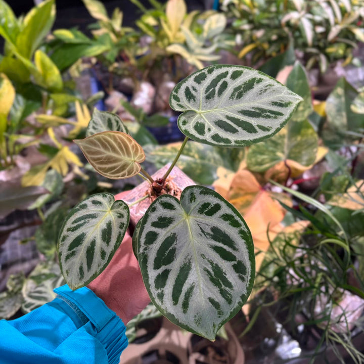 Anturium silver blush