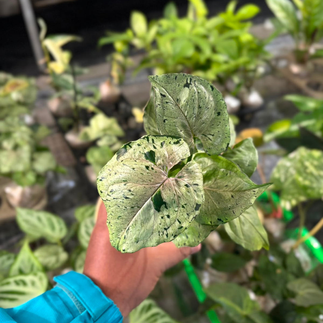 Syngonium Green Splash