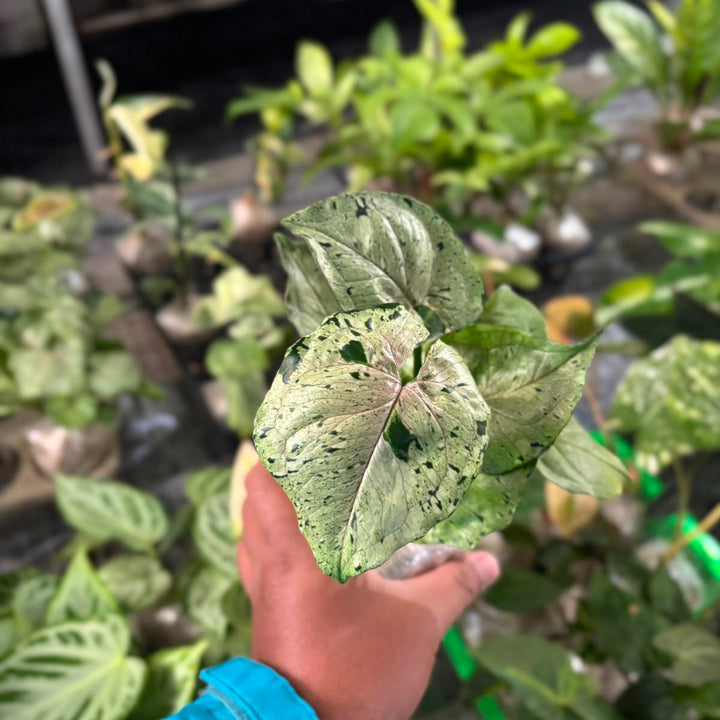Syngonium Green Splash