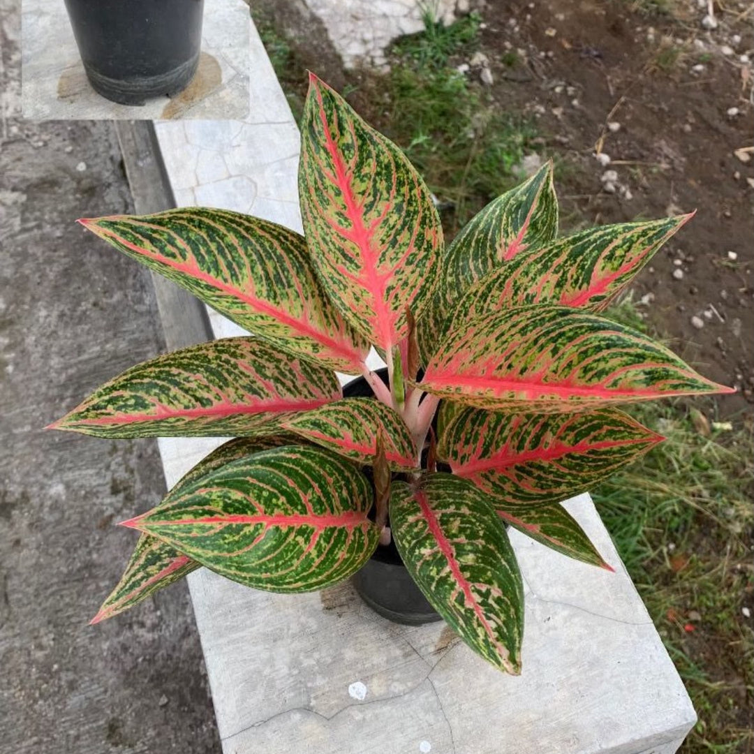 Aglonema red legacy