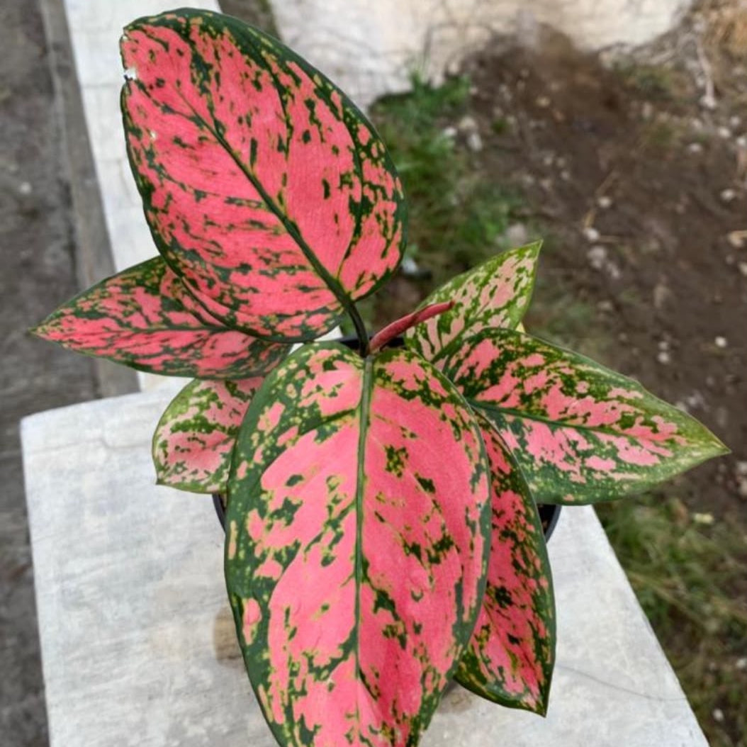 Aglonema Lv
