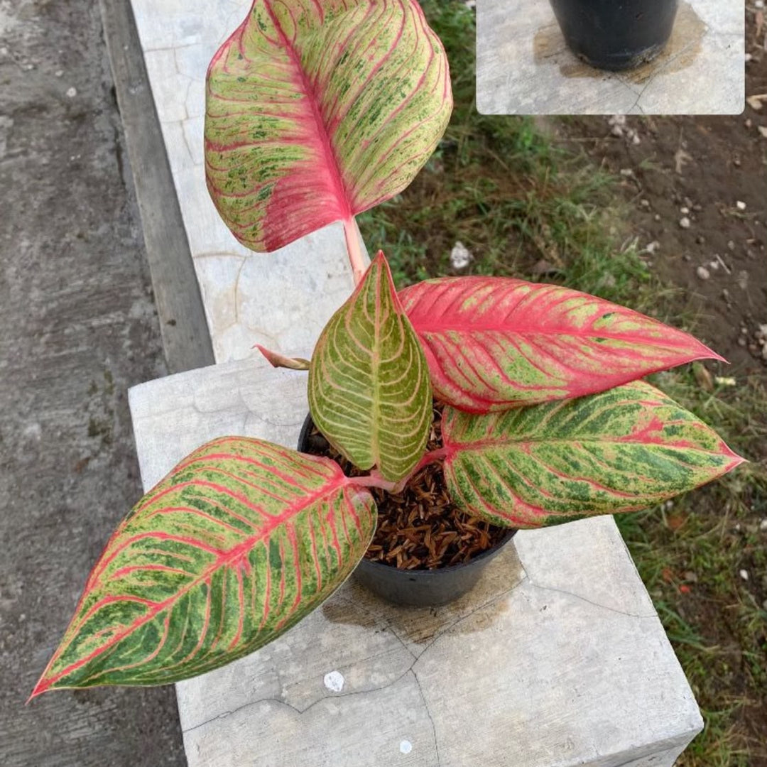 aglonema huges rumpun