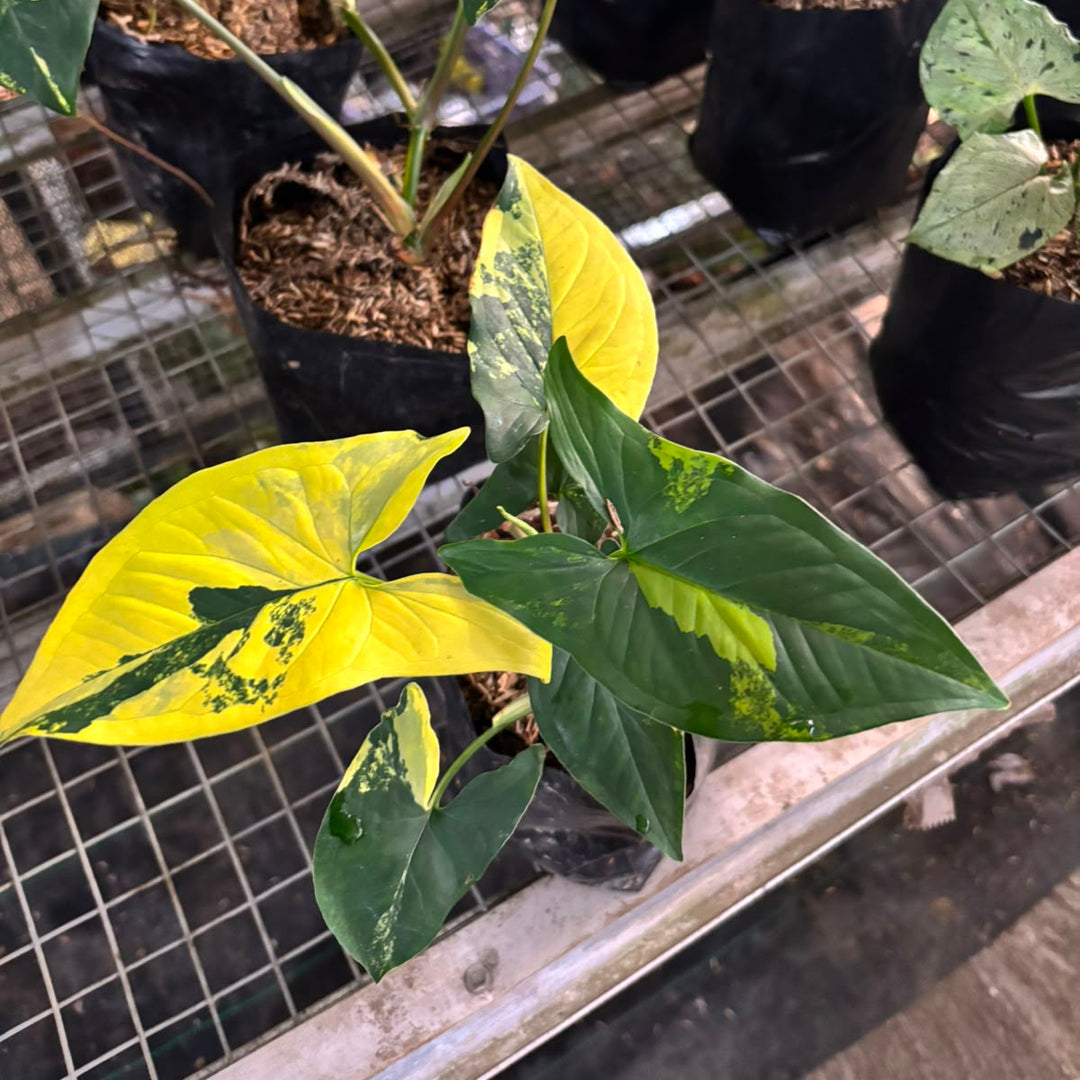 Syngonium yellow
