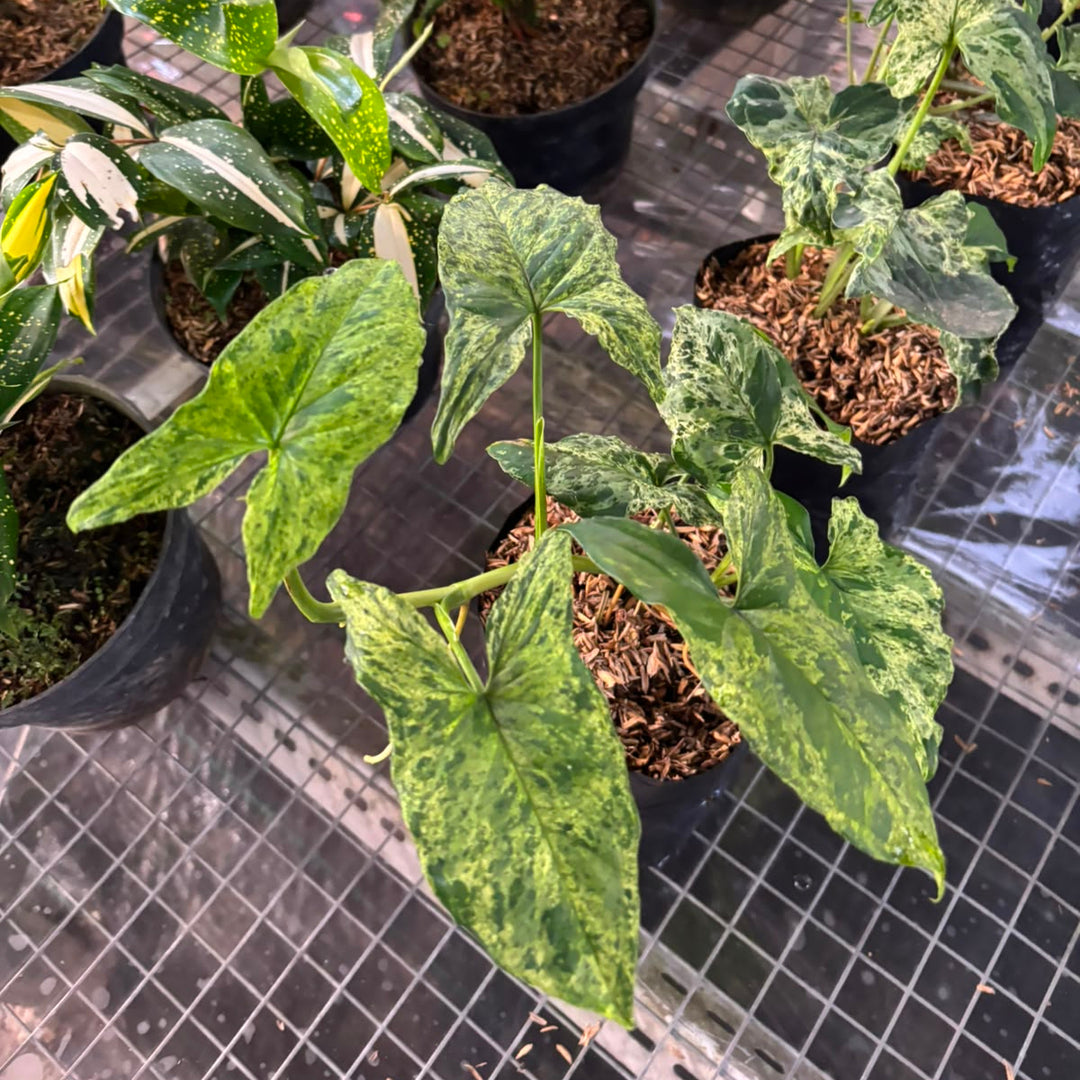syngonium muzito