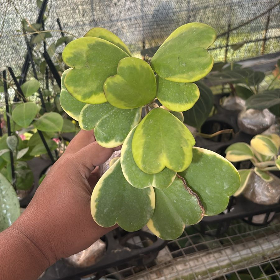 hoya kerry