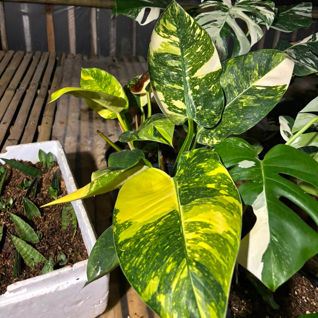 philodendron green congo
