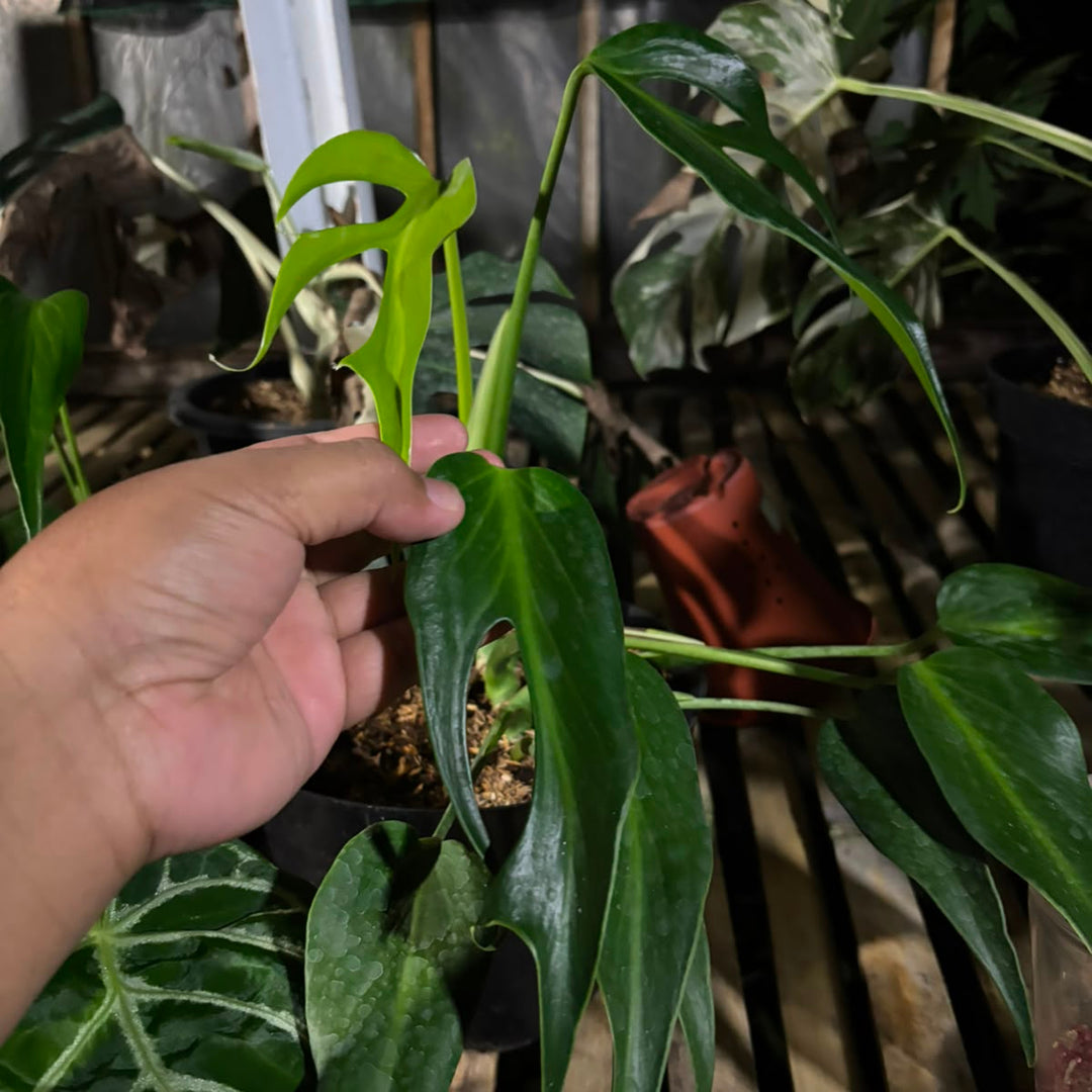 monstera burlemax flame