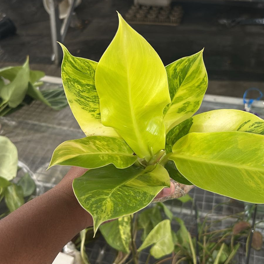 philodendron lime lemon