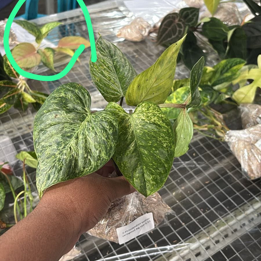philodendron  sodiroy variegated